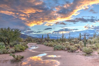 Rain puddles reflecting a warm orange sky in a desert landscape with cacti