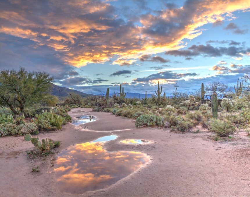 Rain puddles reflecting a warm orange sky in a desert landscape with cacti