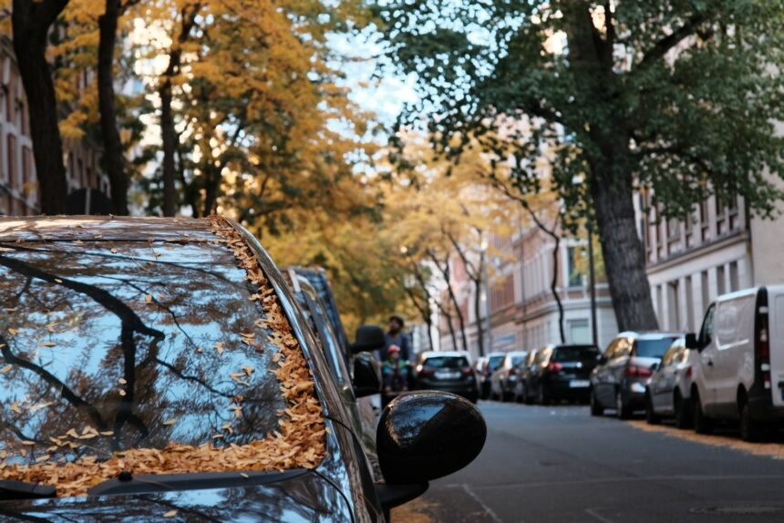 Cars parked beneath trees where sap and debris fall onto paintwork